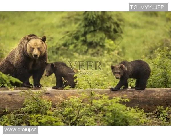 灰熊栖息地与生态保护:探讨北美森林中的超级捕食者生存挑战 灰熊栖息地与生态保护:探讨北美森林中的超级捕食者生存挑战